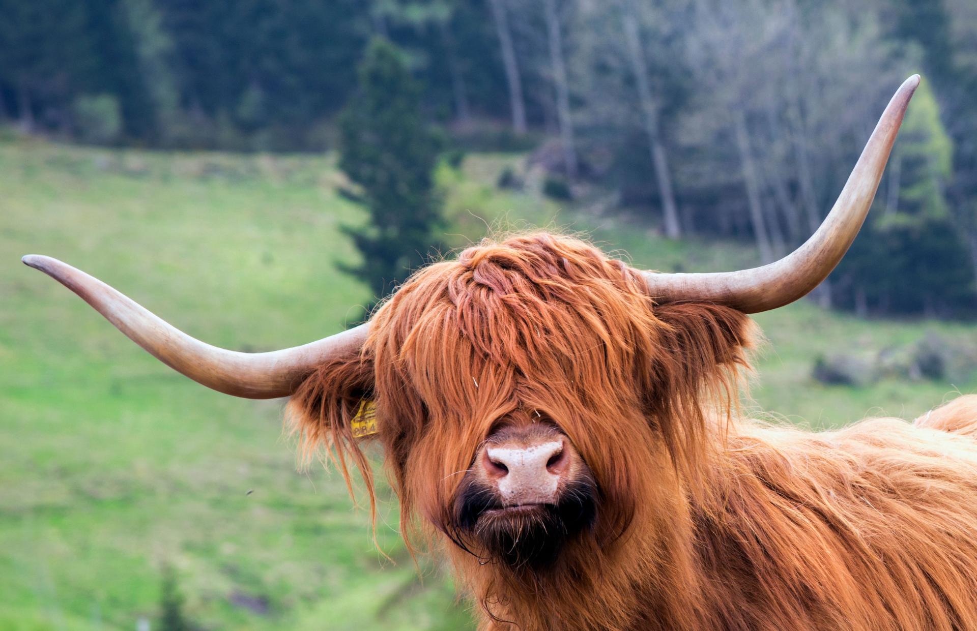 Highland cattle